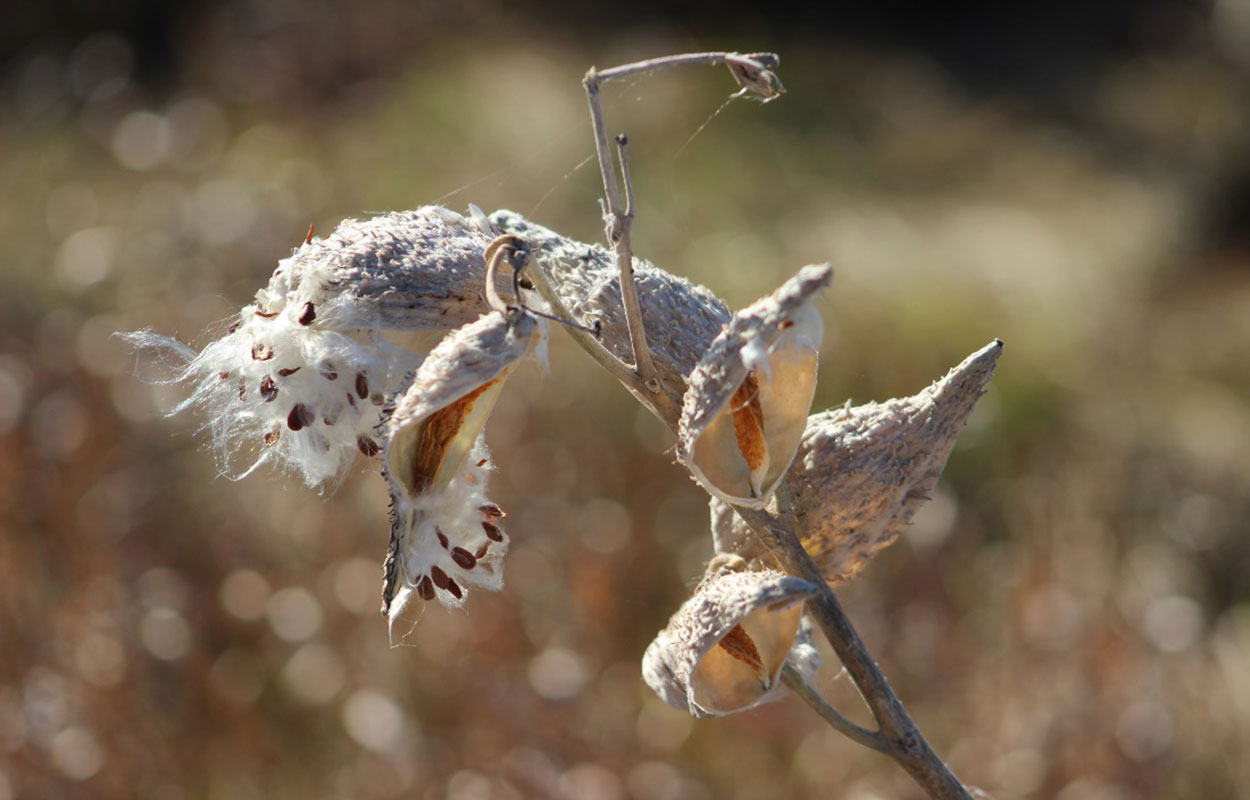 Brown plant with rough, pointed seed pods at the end of its stem. The seed pods are cracked open, revealing round, brown seeds attached to a white, fluffy silk used for wind transport.