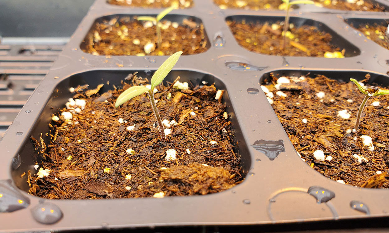 Very young tomato plants with only two leaves growing from potting media inside of black packs.