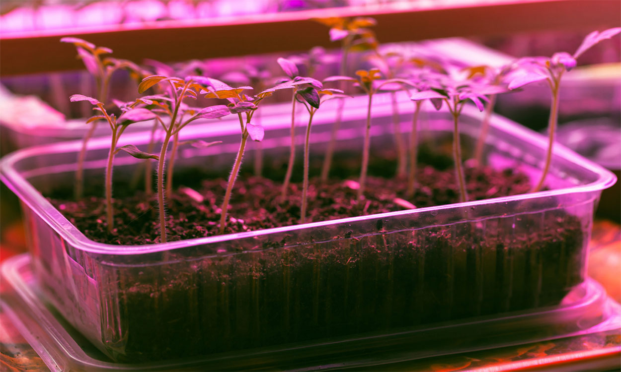 Tomato seedlings growing under a full-spectrum, L.E.D. grow light.
