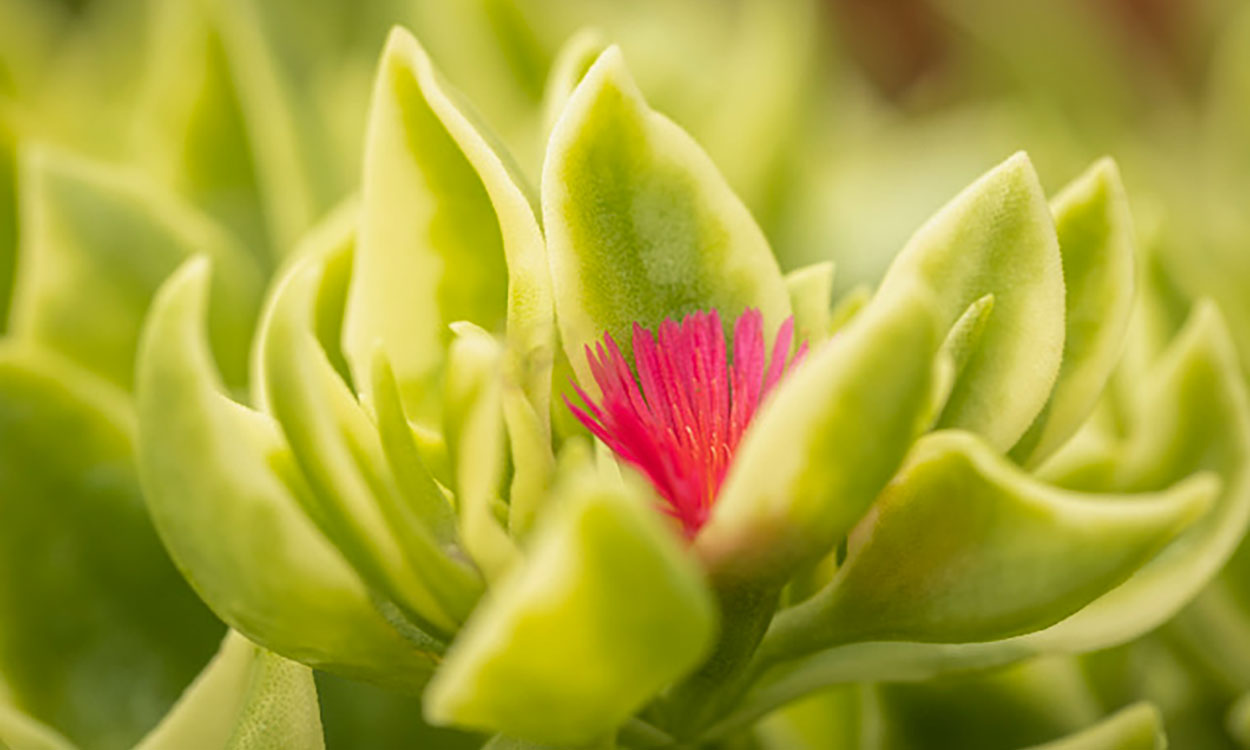 A close-up photo of a plant with thick, waxy leaves that are pointed. There is a pink, feathery flower in the center of the waxy leaves.