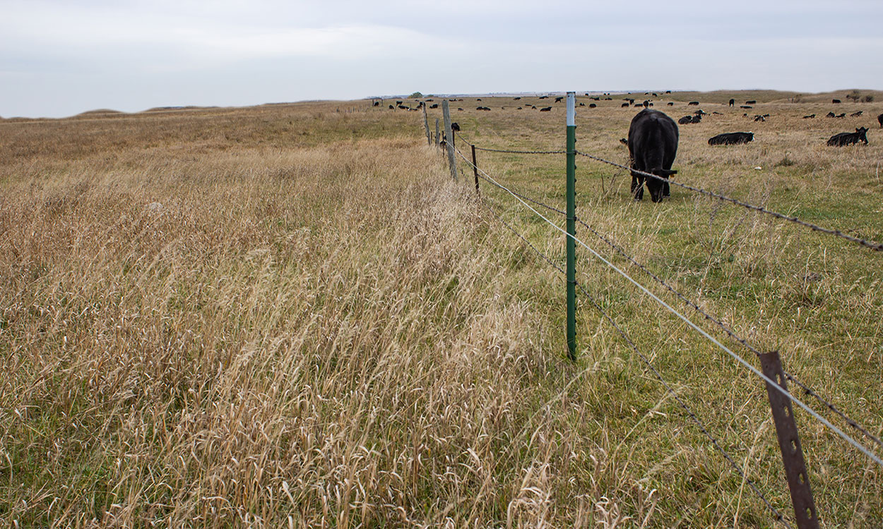 Cattle grazing rangeland divided by a fence for rotational grazing.