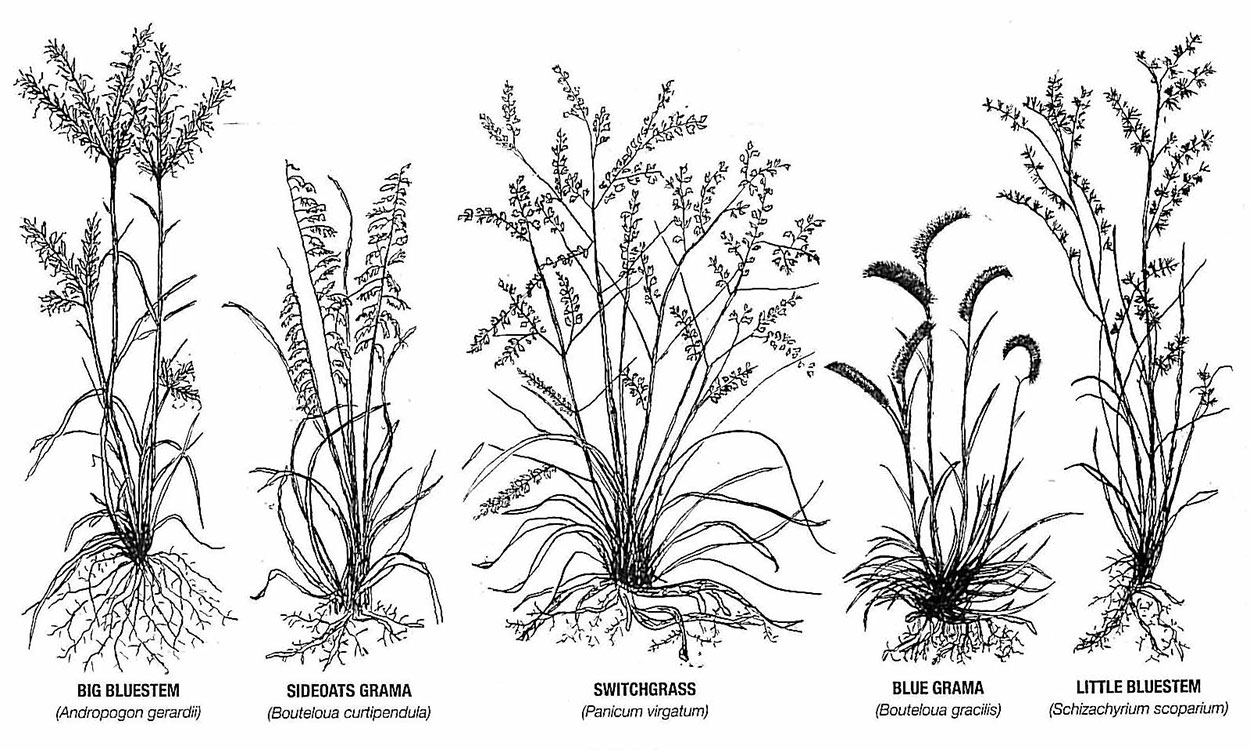 Illustration of native South Dakota grasses, including big bluestem, sideoats grama, switchgrass, blue grama, and little bluestem.