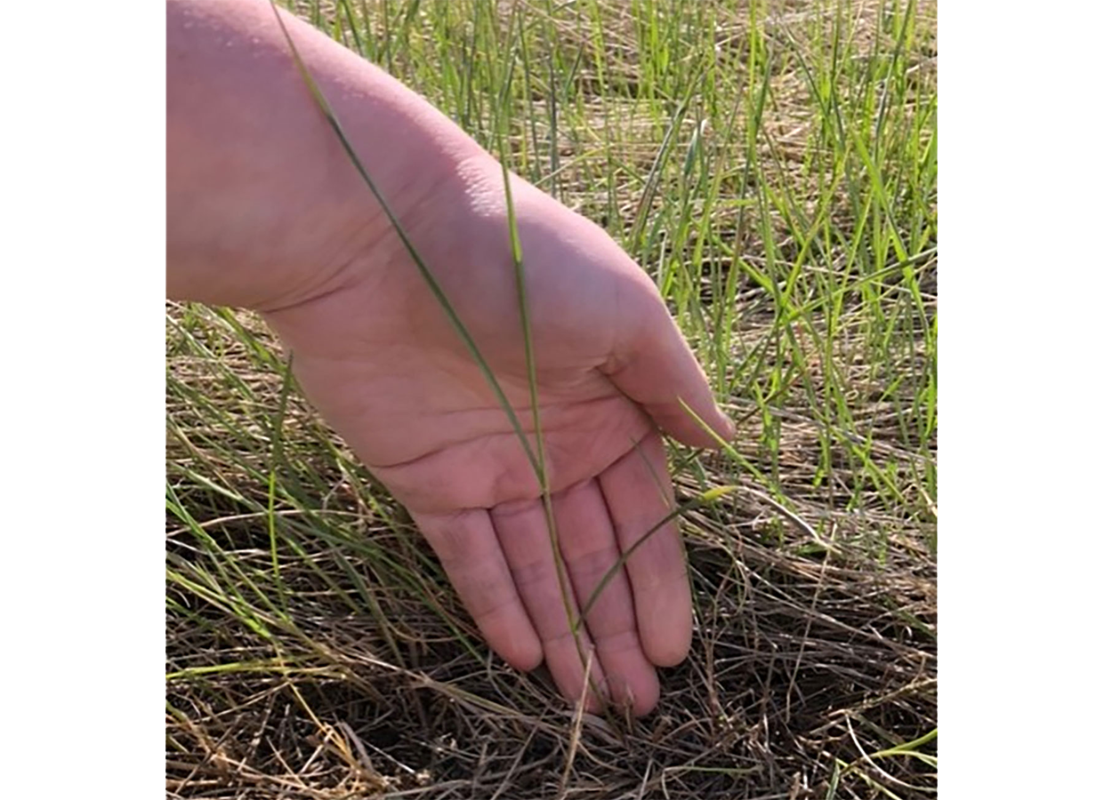Hand holding a blade of crested wheatgrass at the three-leaf stage.