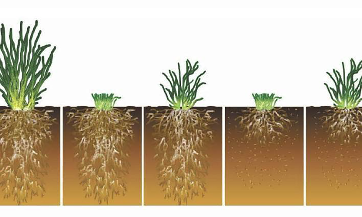 Illustration showing different plant growth and rooting stages during overgrazing. For assistance reading this graphic, please call SDSU Extension at 605-688-4792.