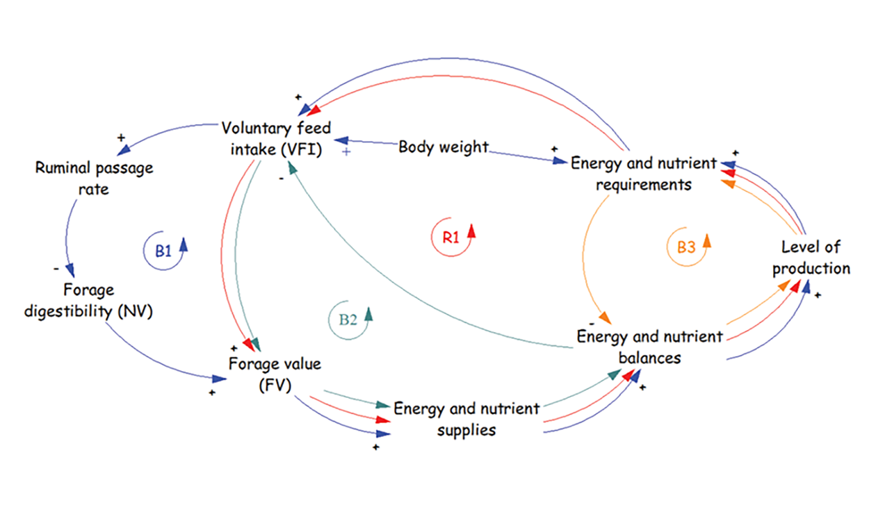 Diagram showing feedback loops of variables that alter voluntary feed intake. Self-reinforcing (R) and self-correcting (B) loops are shown within the semicircle arrows. Positive and negative signs near the arrowheads indicate that the effect is positively or negatively related to the cause. Different colors represent different feedback loops for ease of identification. For assistance reading this graphic and data set, please call SDSU Extension at 605-688-4792.