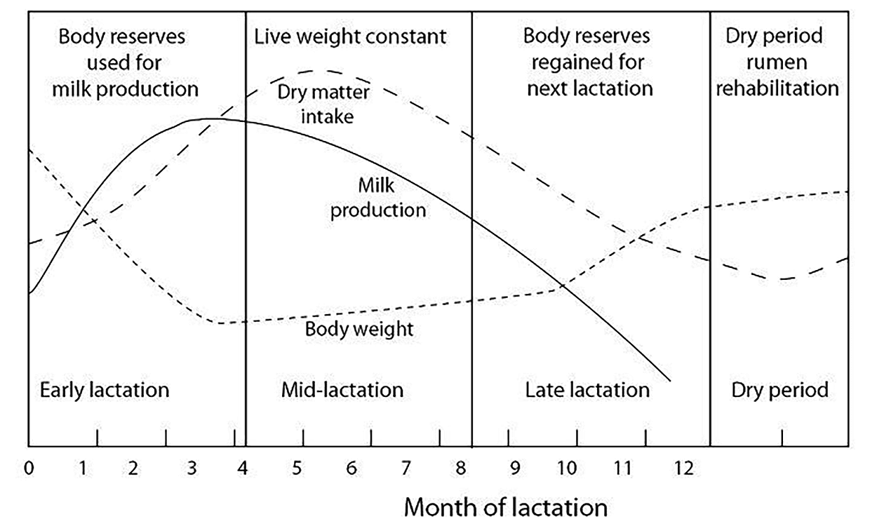 Diagram showing dry matter intake, milk yield and live weight changes in a cow during her lactation cycle. For assistance reading this graphic and data set, please call SDSU Extension at 605-688-4792.