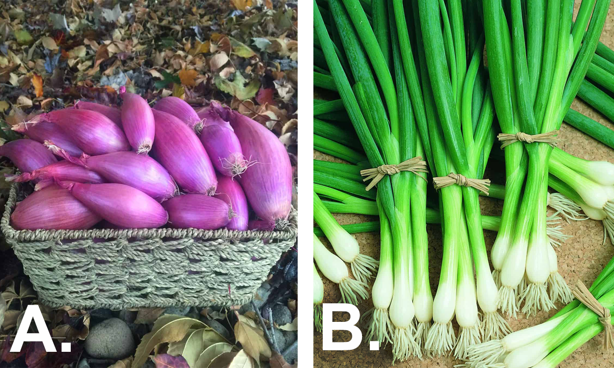 Left: Basket of harvested red, ‘Echalion’ shallots. Right: Bunches of ‘Warrior’ green onions on a countertop.