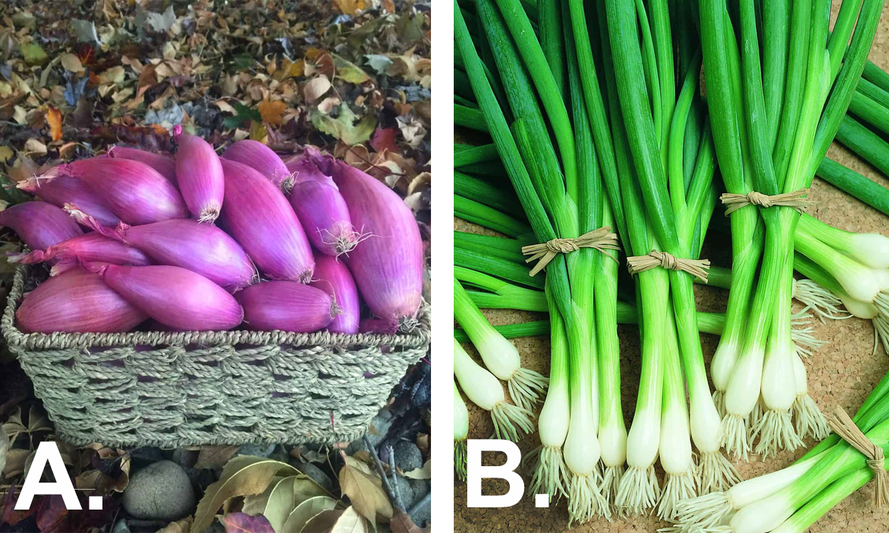 Shallots vs Green Onions - The Harvest Kitchen