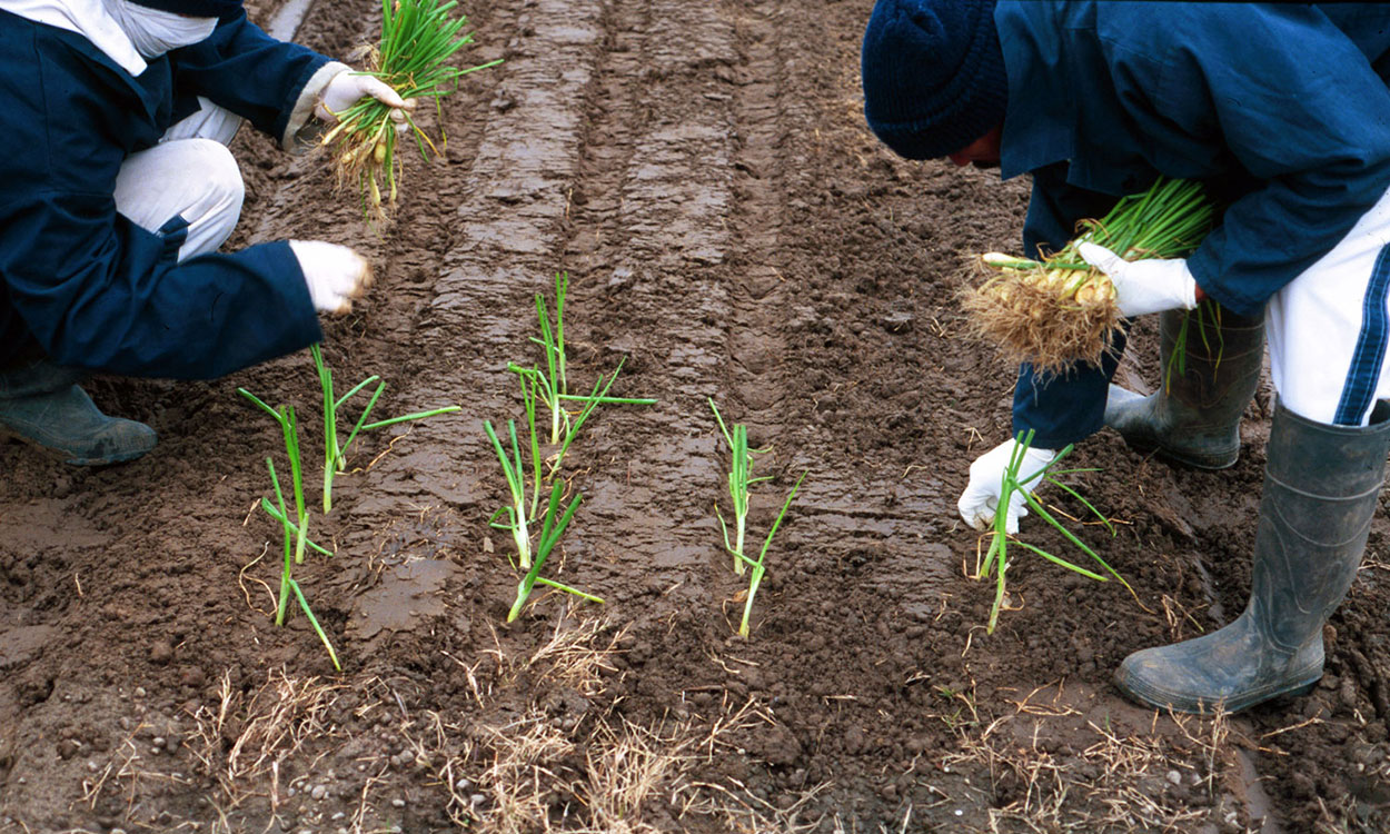 Two gardeners transplanting rows of onion seedlings.