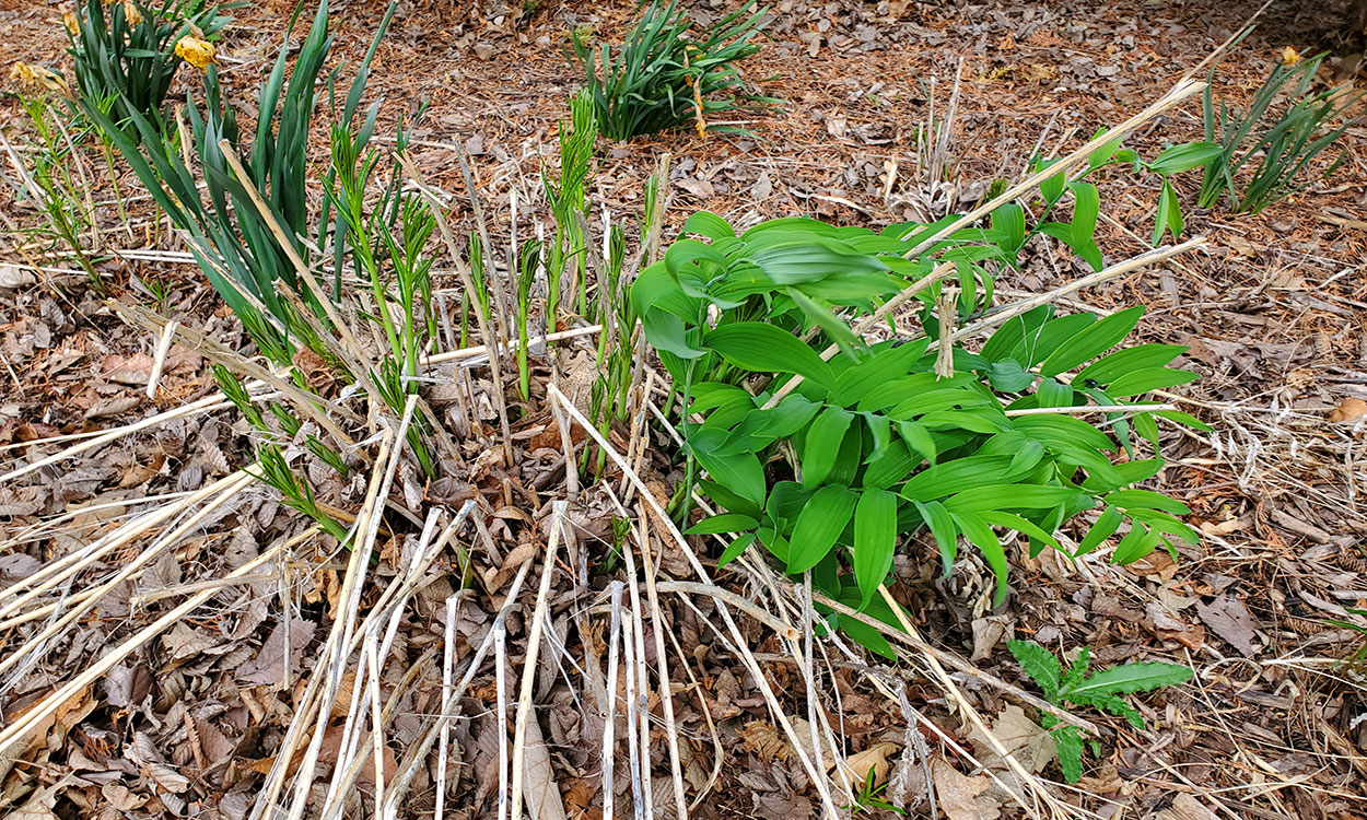 Green leaves emerge from the soil as old brown stems are falling over in a garden covered in brown leaves.