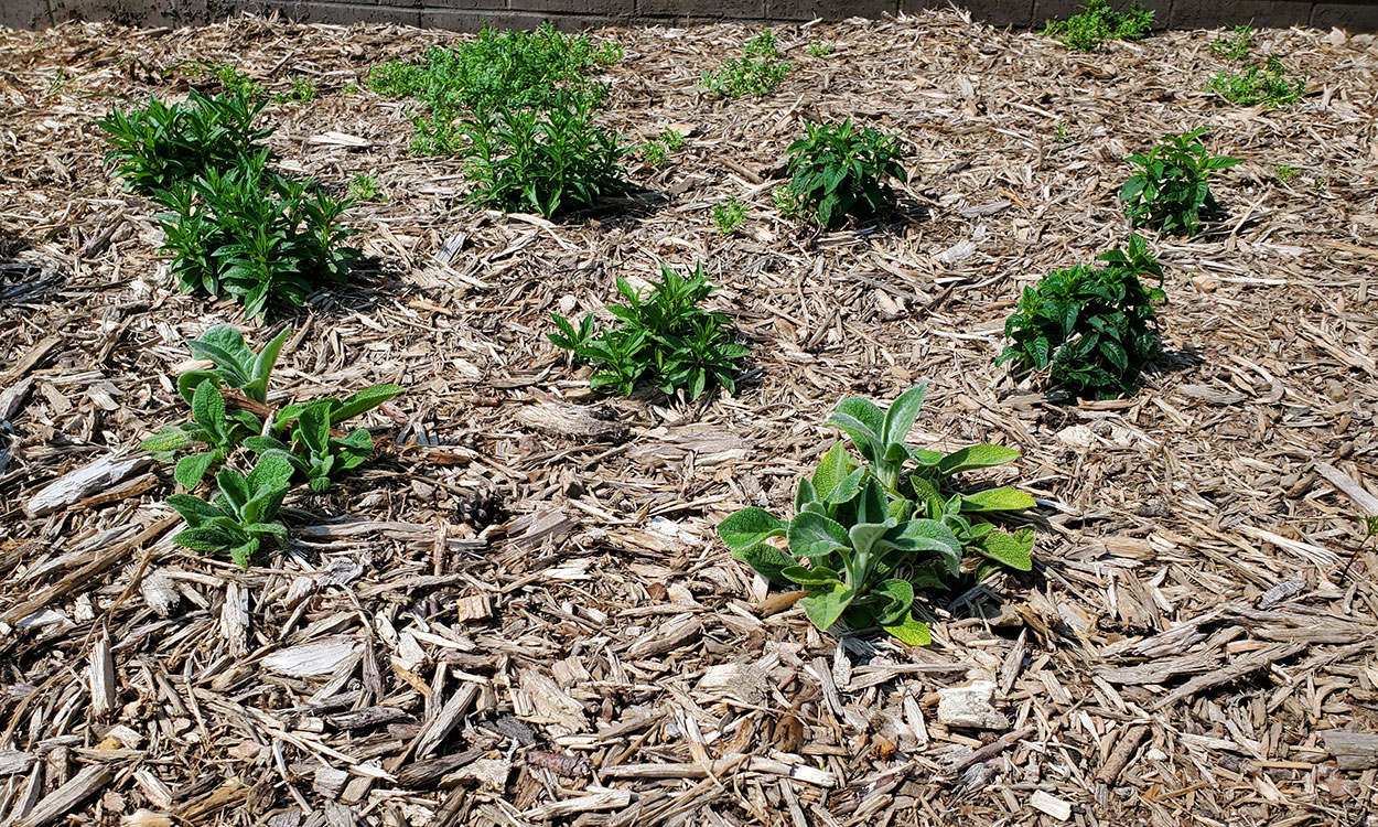 Green plants growing in a thick layer of shredded wood mulch without any weeds.