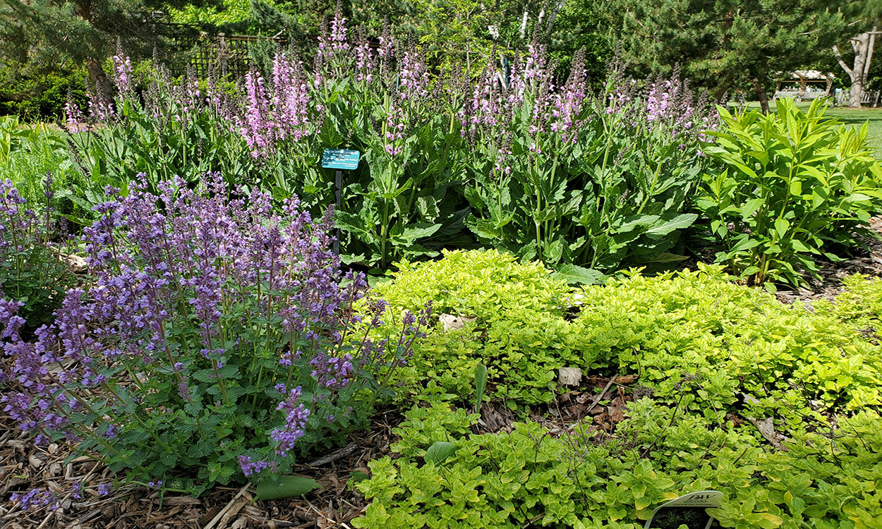 Perennial plants in a garden with green and lime green foliage and purple spiked flowers in bloom.