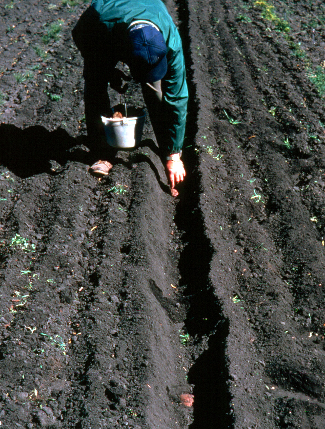 Gardener planting potatoes in a long garden trench.