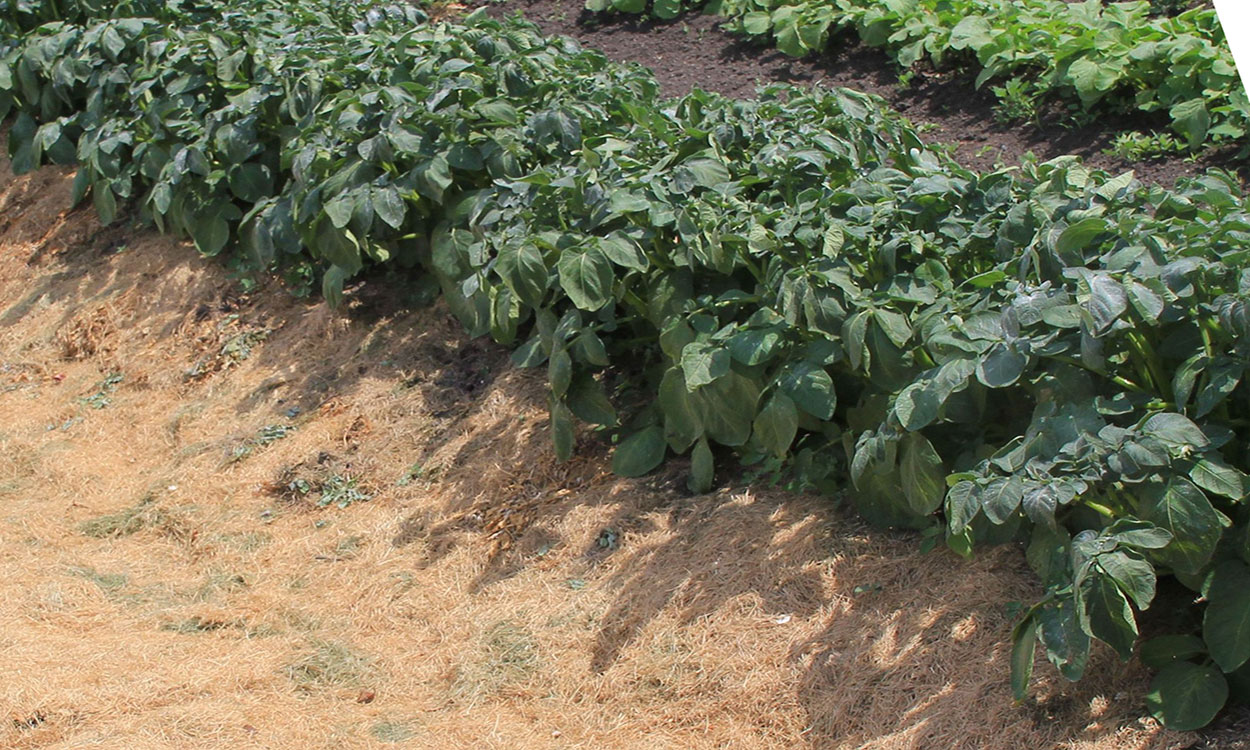 Row of potatoes surrounded by light-colored grass mulch.
