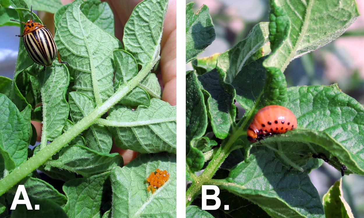 Left: Colorado potato beetle adult and eggs on a potato leaf. Right: Colorado potato beetle larva.