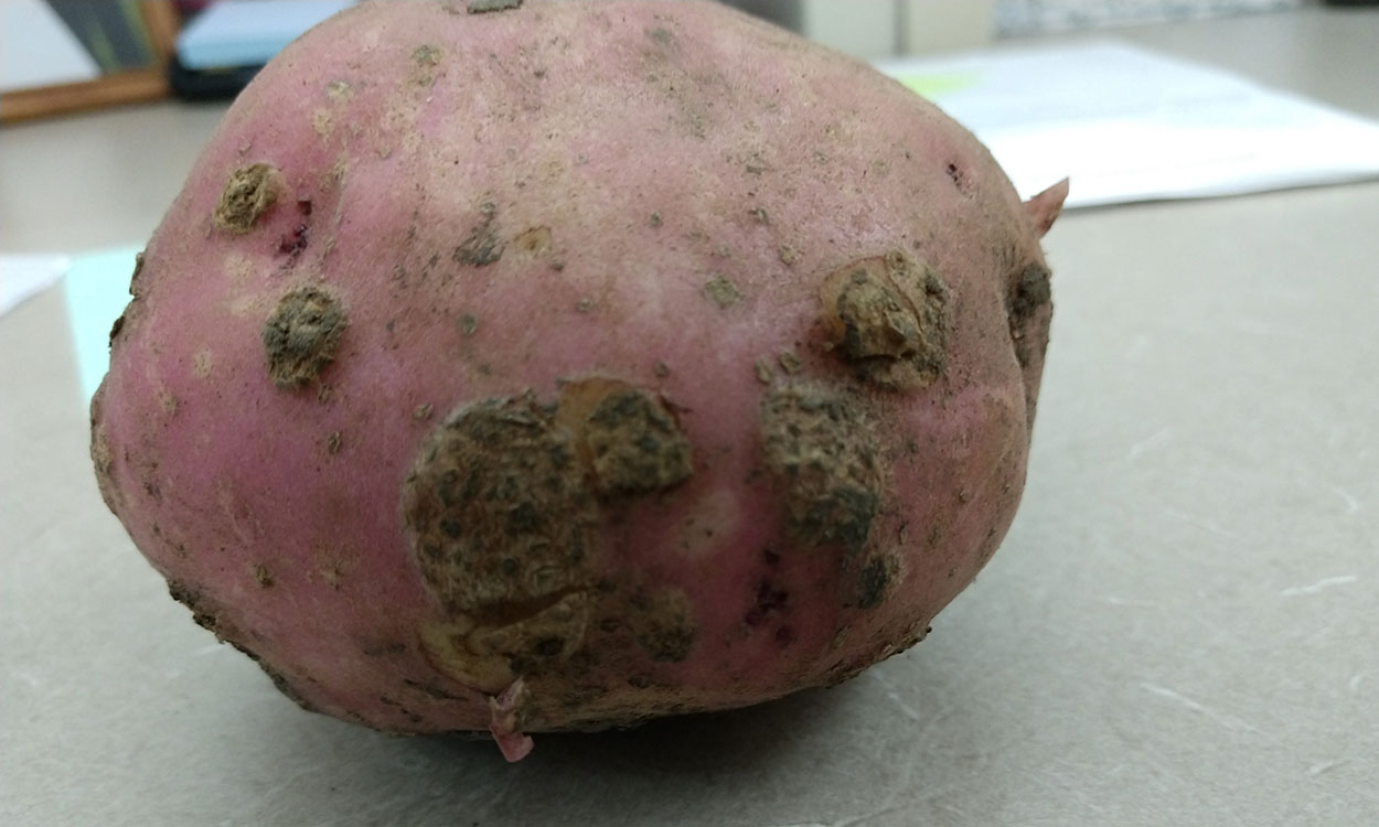 Red potato with scab symptoms.