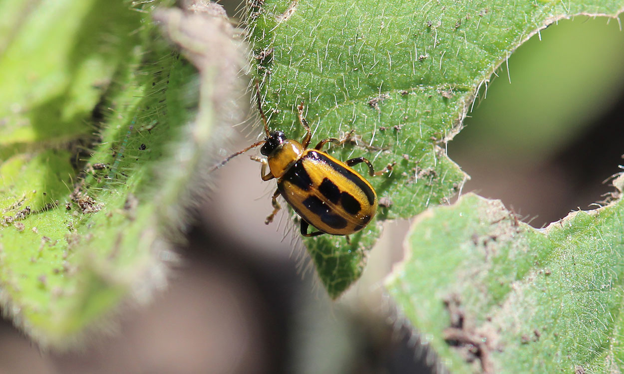 A yellow beetle with a black head, and square black markings on its back standing on a soybean leaf.