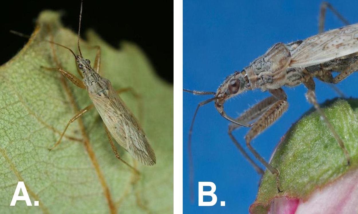 Left: Small, slender, tan bug on a green leaf. Right: Side profile of bug on flower.