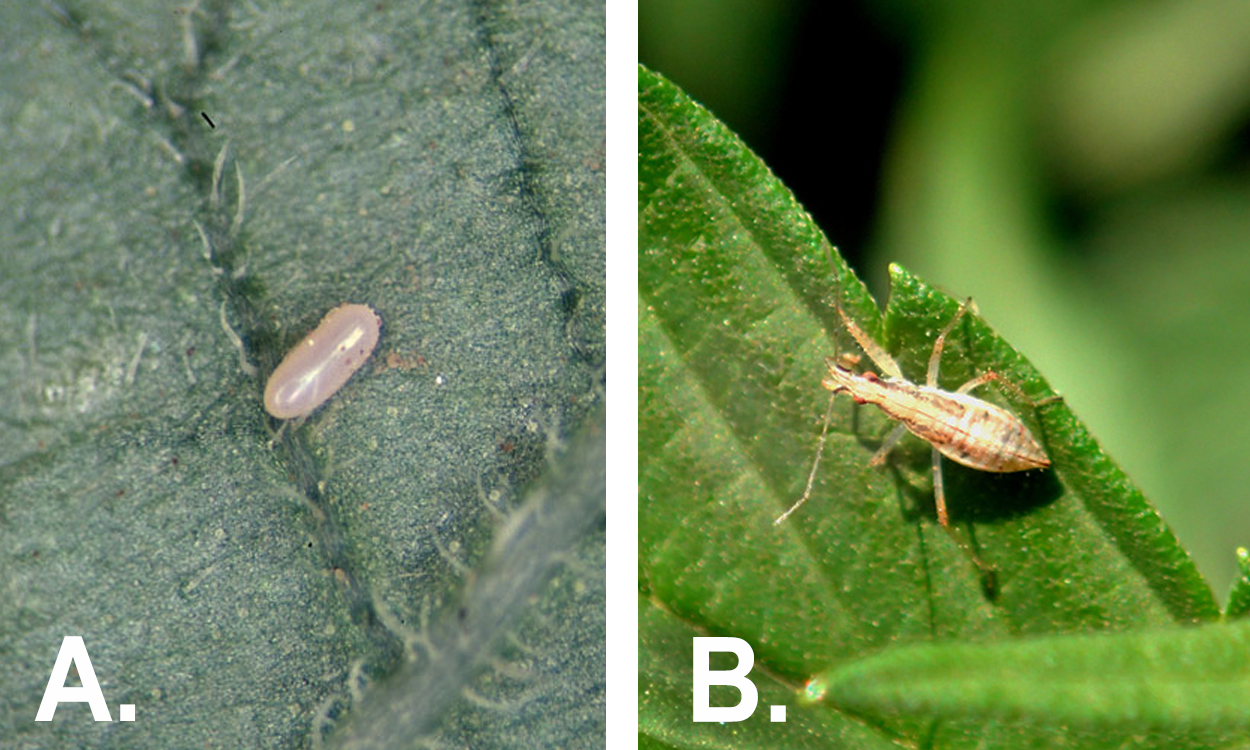 Left: Oblong, white egg on a leaf. Right: Small, tan bug on a green leaf.