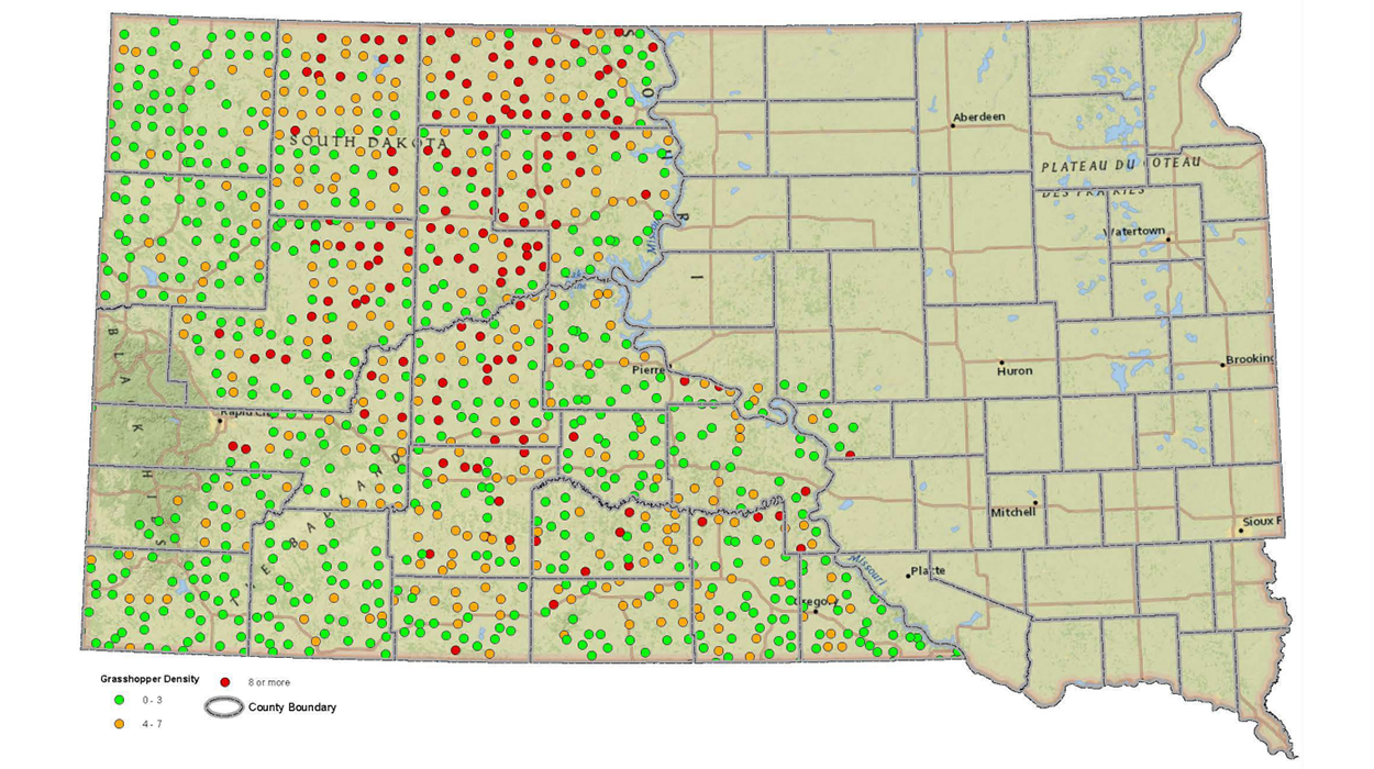 Map of South Dakota with green (zero to three grasshoppers), orange (four to seven grasshoppers), and red (8 or more grasshoppers) dots indicating grasshopper populations that were sampled in 2021. The north central region, west of the Missouri River, has the highest concentration of red and orange dots.