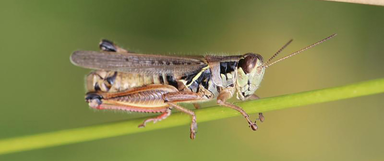 Grasshopper with red hind tibia sitting on a green grass stem.