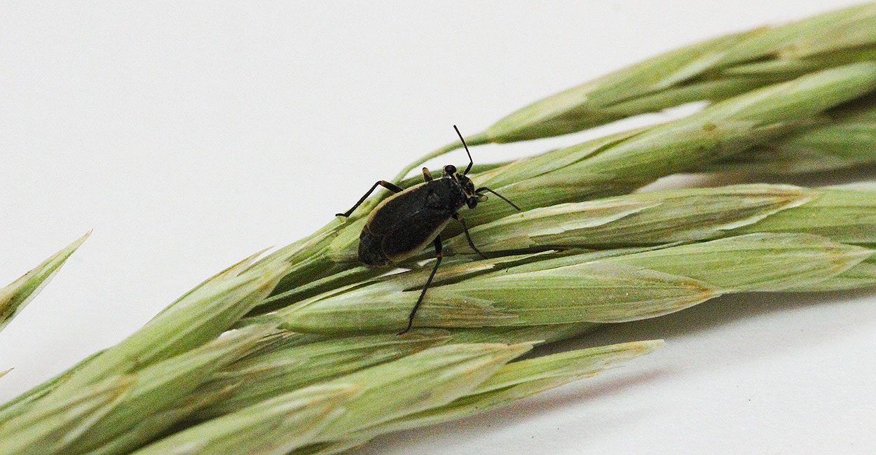 A small black bug with tan margins on its wings resting on a grass seed head.