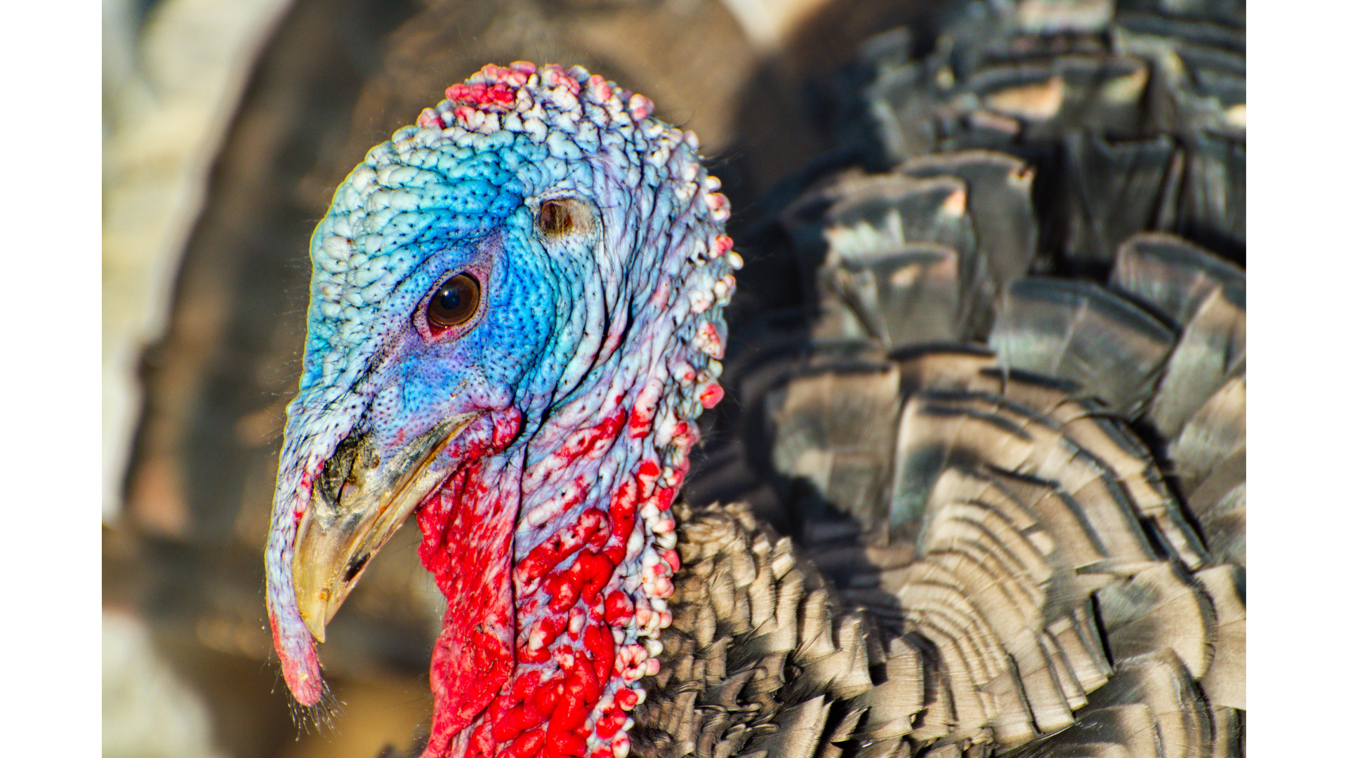Close up of a turkey