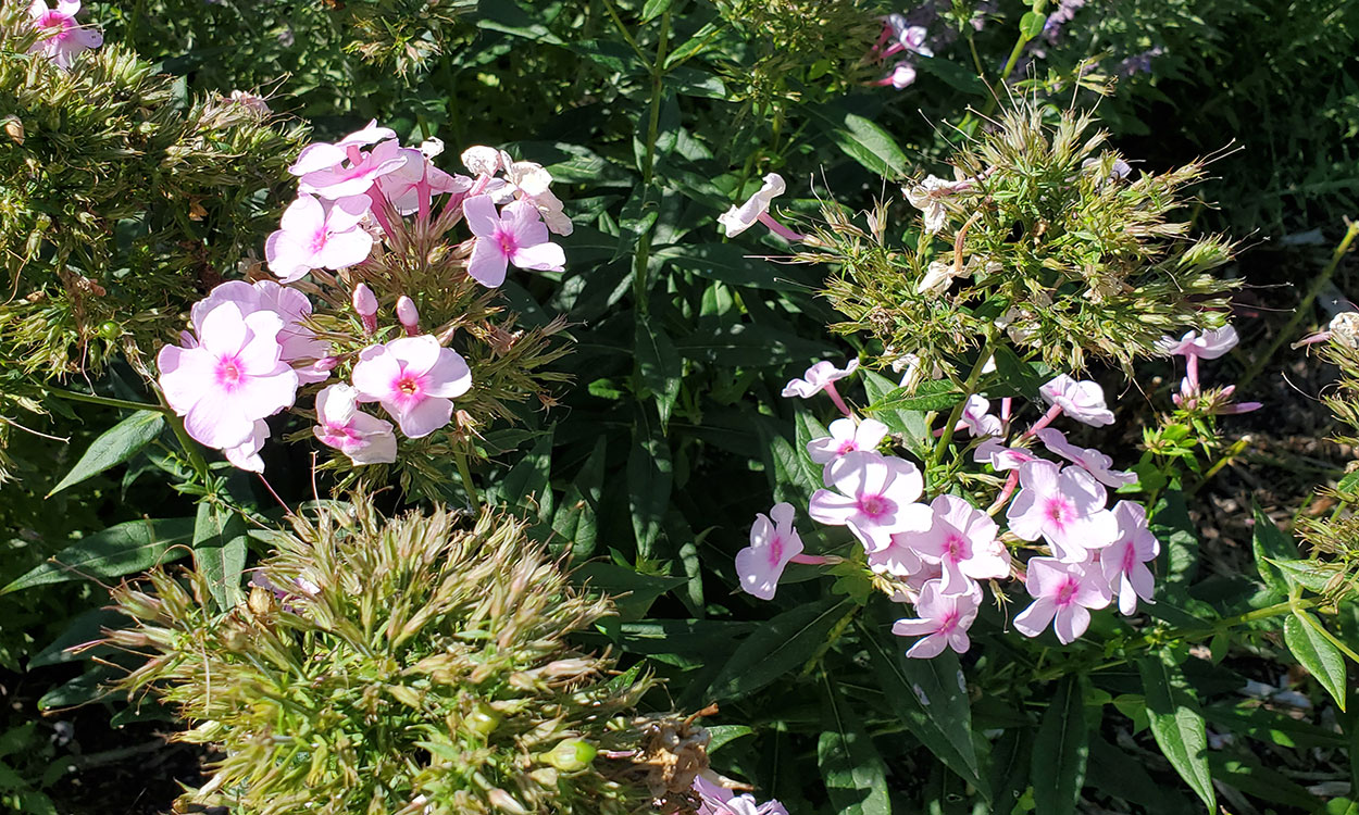 Phlox plant with clusters of delicate, pink flowers.