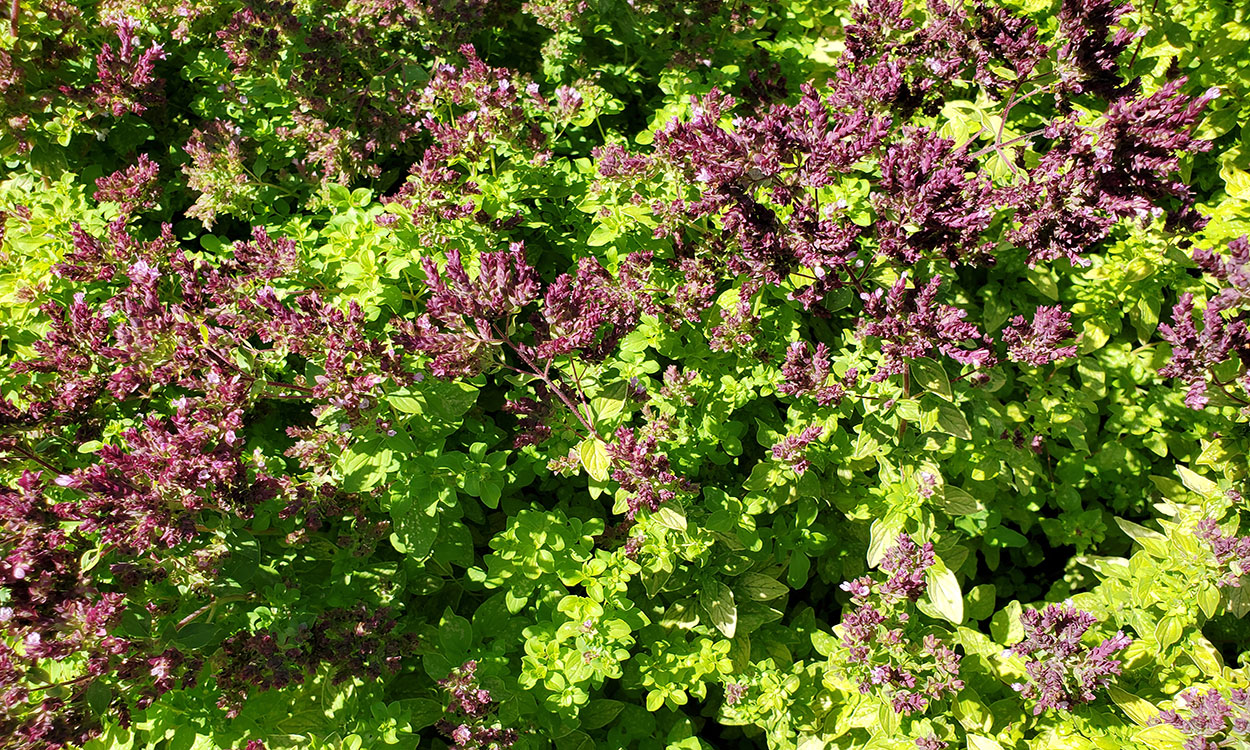 Ornamental oregano plant with clusters of small, burgundy-colored flowers.