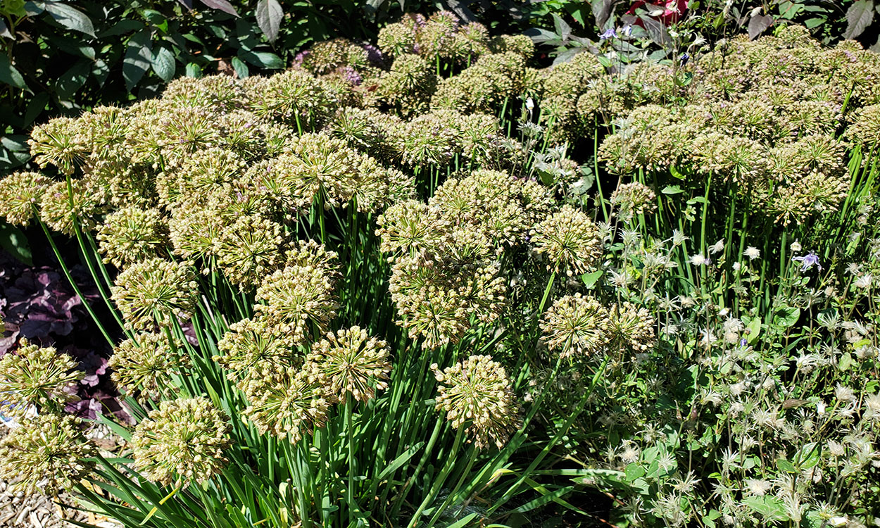 mental onion plant with several bunches of circular blooms.