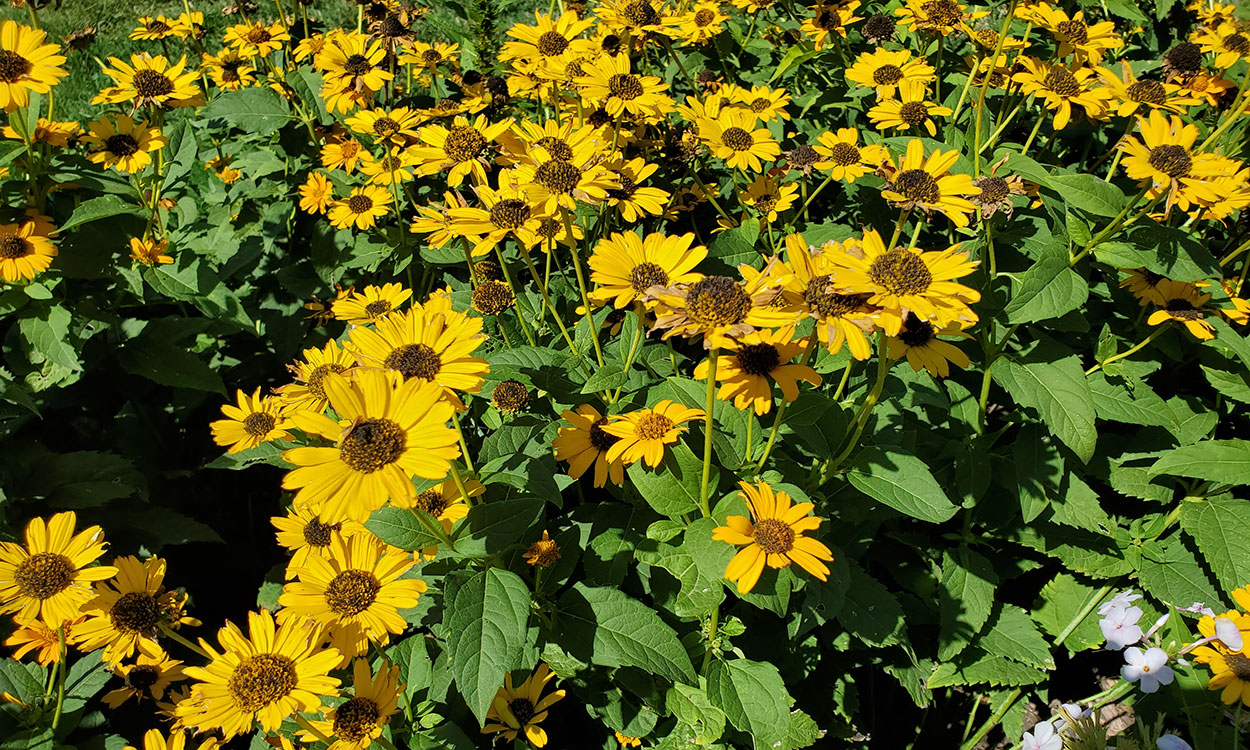 False sunflower plant with bright two-to-three inch diameter yellow blooms.