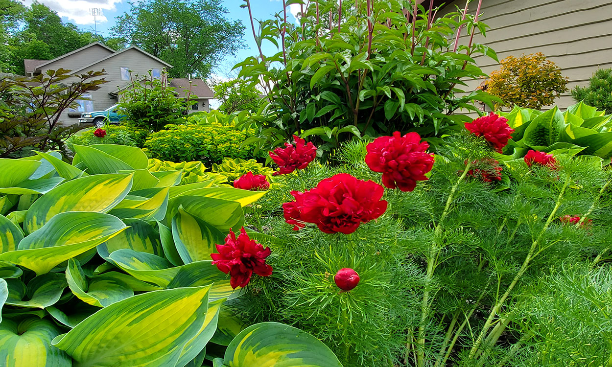Bright green, smooth Hosta leaves, and ferny foliage with bright red peony flowers in a garden.