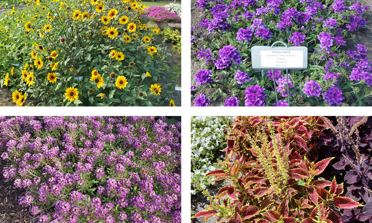 Four Top-performing annnuals: Sunflower ‘Suncredible® Saturn™, Verbena ‘Superbena® Imperial Blue™’, Sweet Alyssum ‘Violet Knight™’ and Coleus ‘ColorBlaze® El Brighto.'