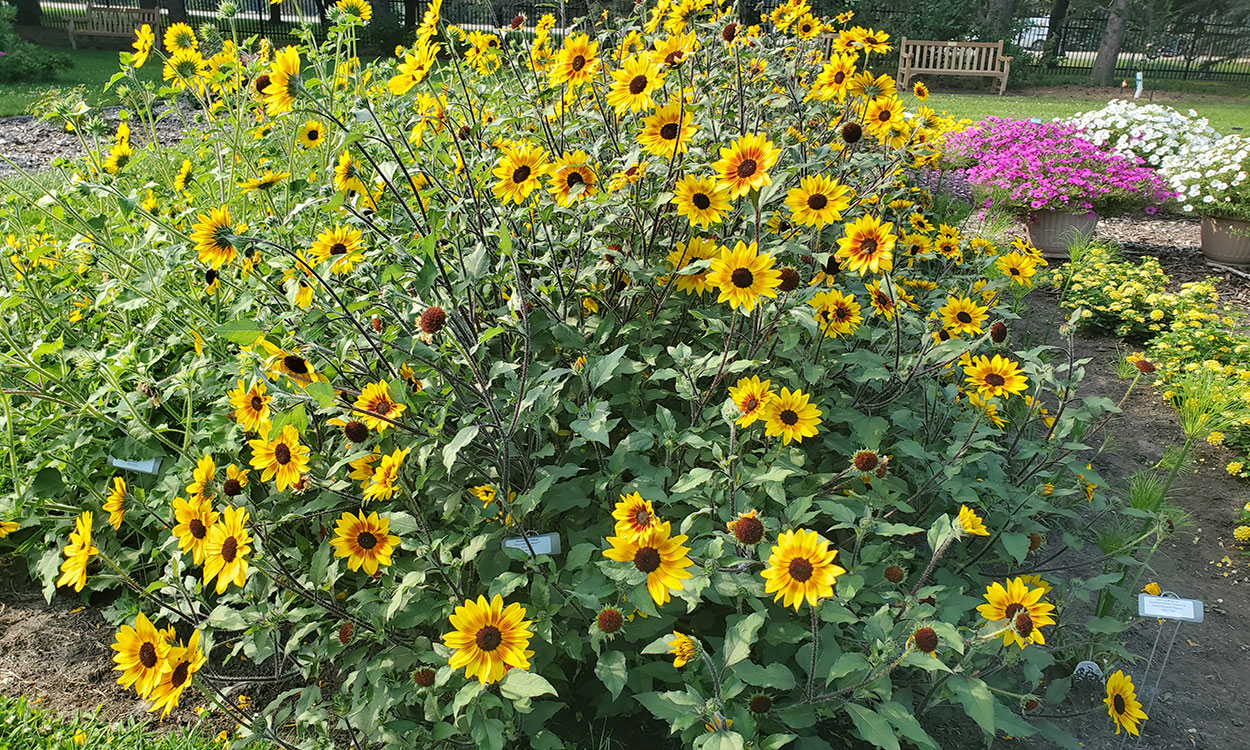 Sunflower plant with bright yellow flowers rimmed with orange.