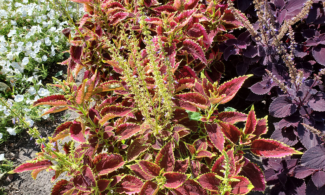 Coleus with bright red foliage with yellow margins.