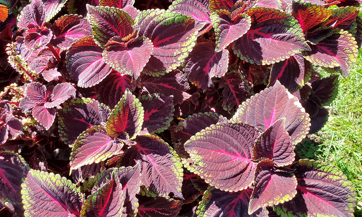 Coleus with deep purple leaves accented by bright reds and greens.
