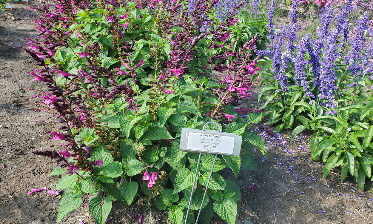 Salvia plant with bright pink bell-shaped flowers filling each flower stalk.