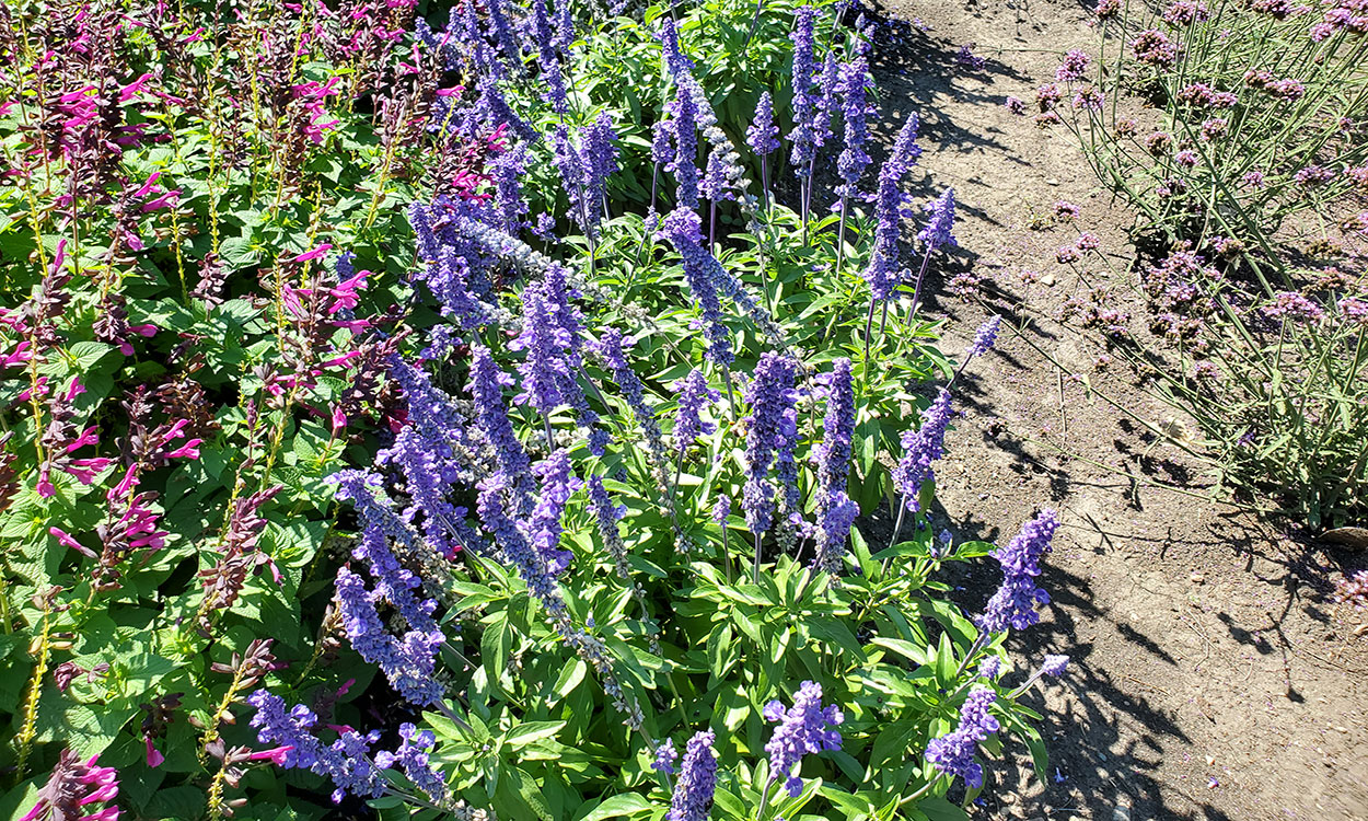 Salvia plant with purple, bell-shaped flowers filling each flower stalk.