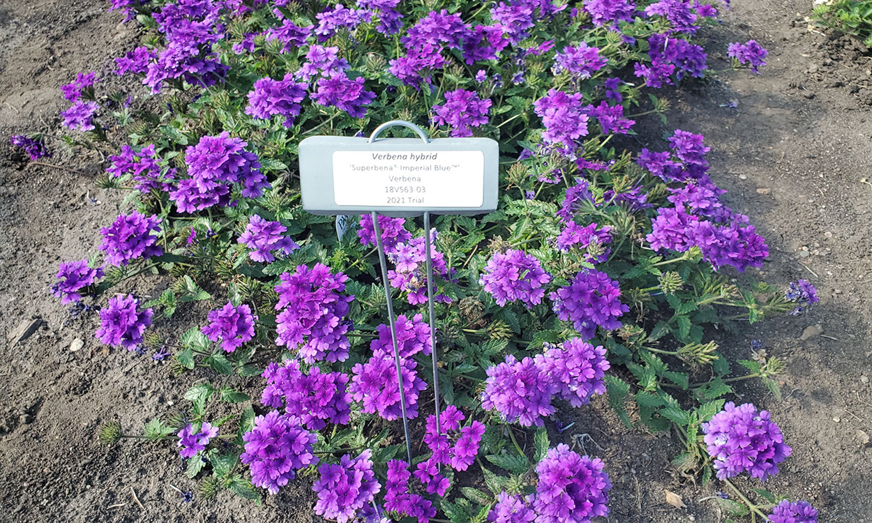 Verbena plant with deep purple blue flowers in multiple shades.