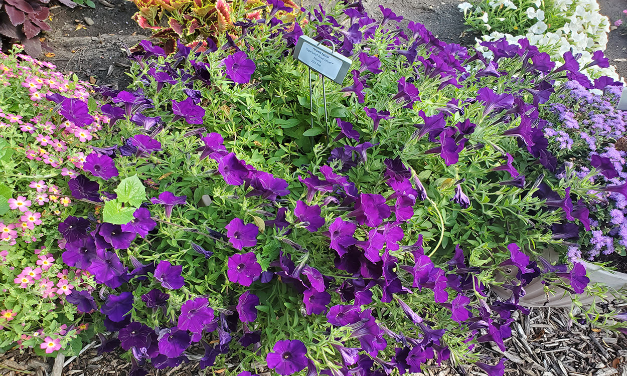 Petunia plant with deep purple flowers.