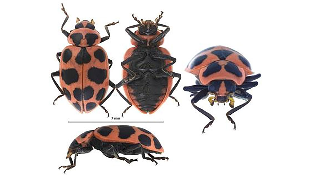 Four images of an adult beetle showing it from the top, bottom, front, and side. There is a scale bar measuring 7 mm underneat the first two views of the beetle.