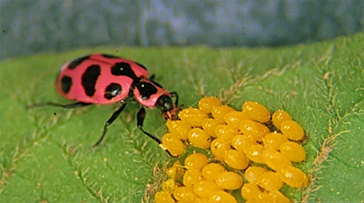 Pink beetle with black spots feeding on oblong, yellow eggs.