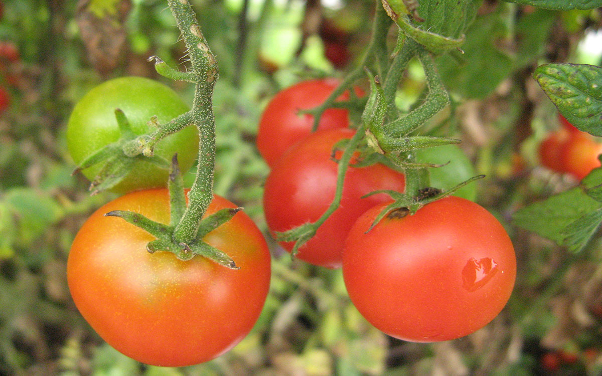 Cherry tomatoes growing on a vine.