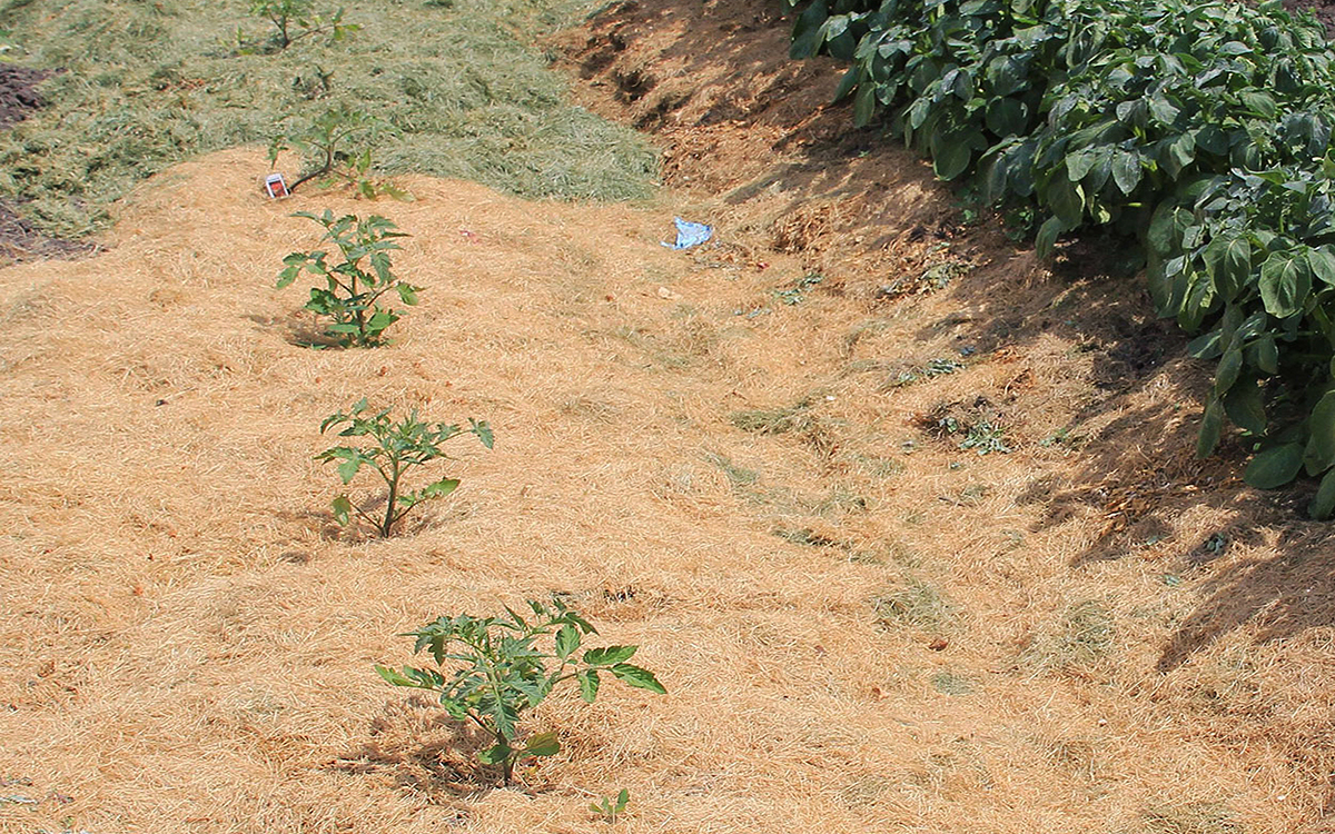 Row of young tomato plants surrounded by dried grass mulch.