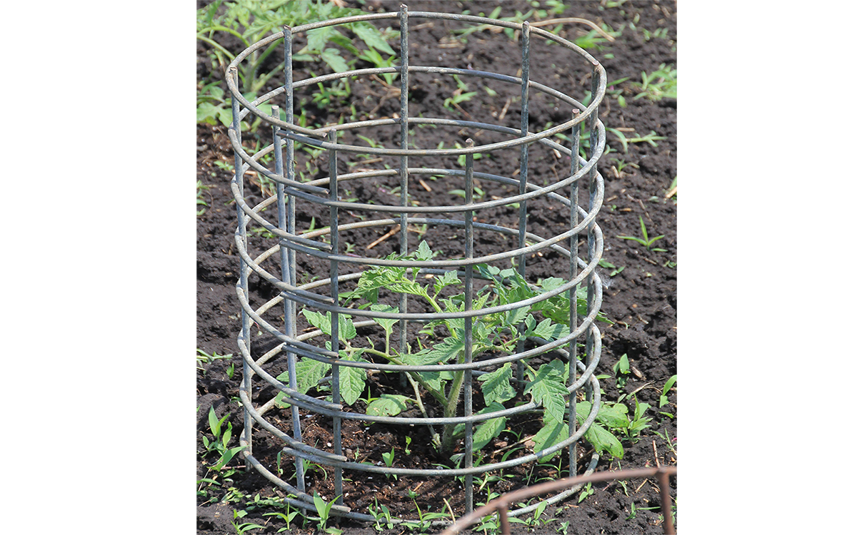 A heavy, metal tomato cage surrounding a tomato plant.