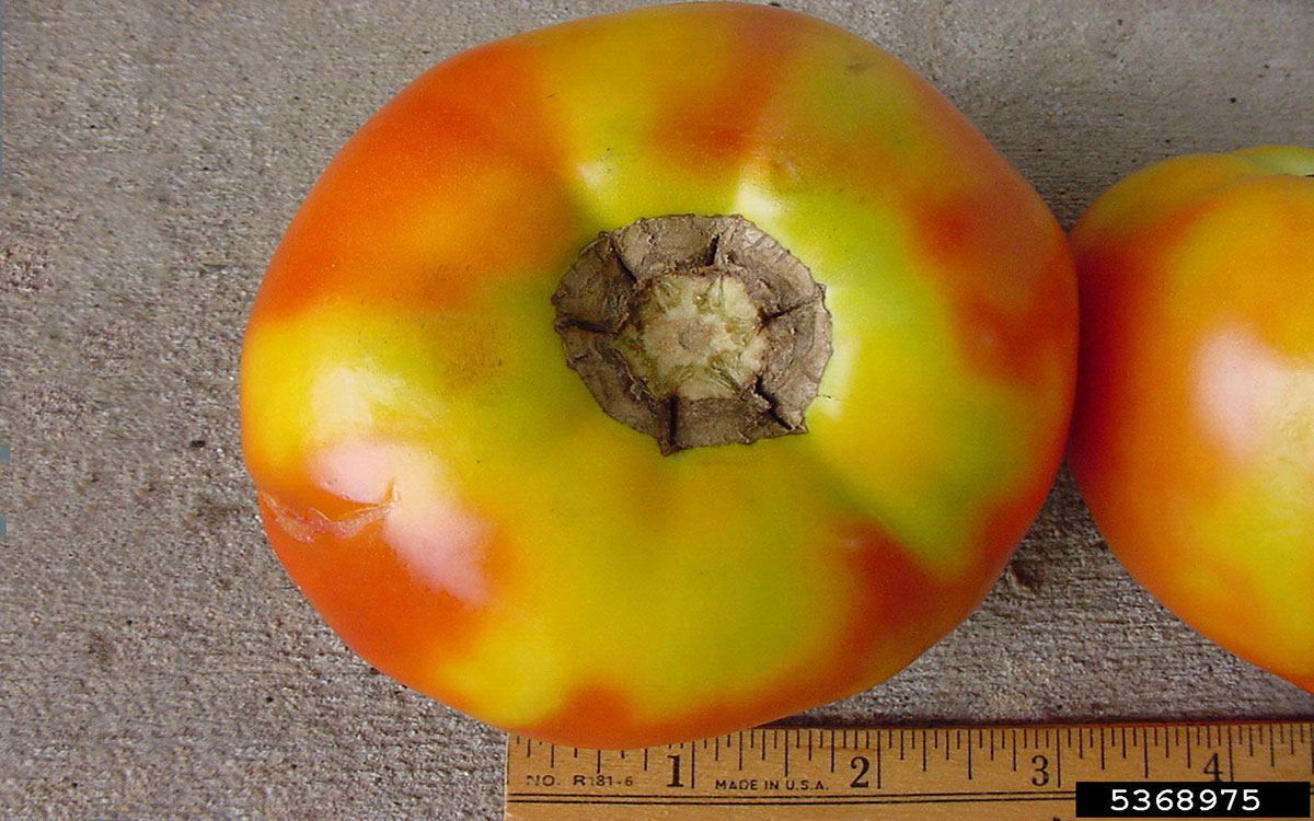 Tomato fruit with yellow shoulders due to high-temperature damage.