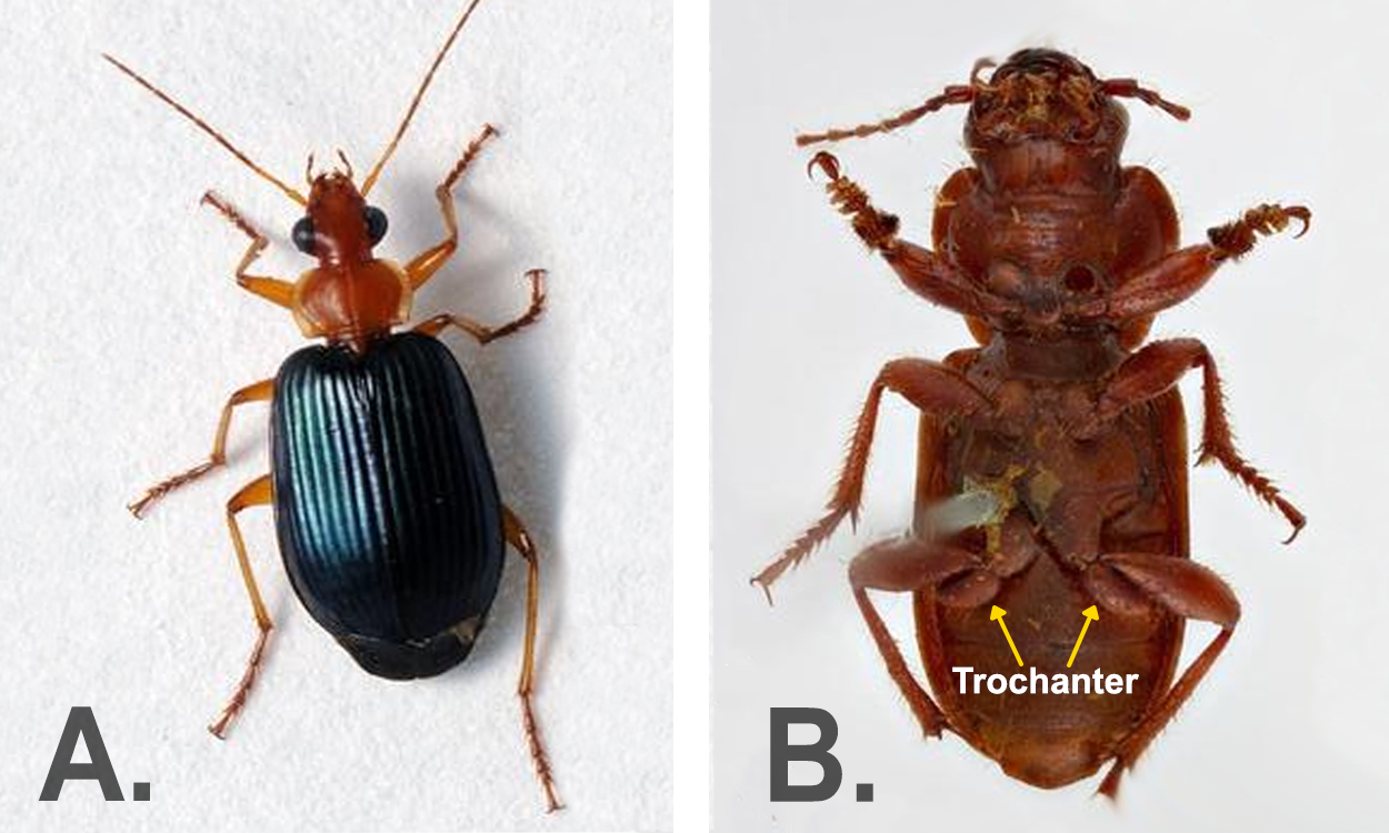 Top profile of an insect with an orange head and second body segment, and a shiny, almost iridescent black abdomen. The 6 legs are orange and the long, thin antenna on the head are also orange. Right: Bottom view of brown beetle. There are two gold arrows pointing to the trochanter, which is the leg segment one segment away from the body.