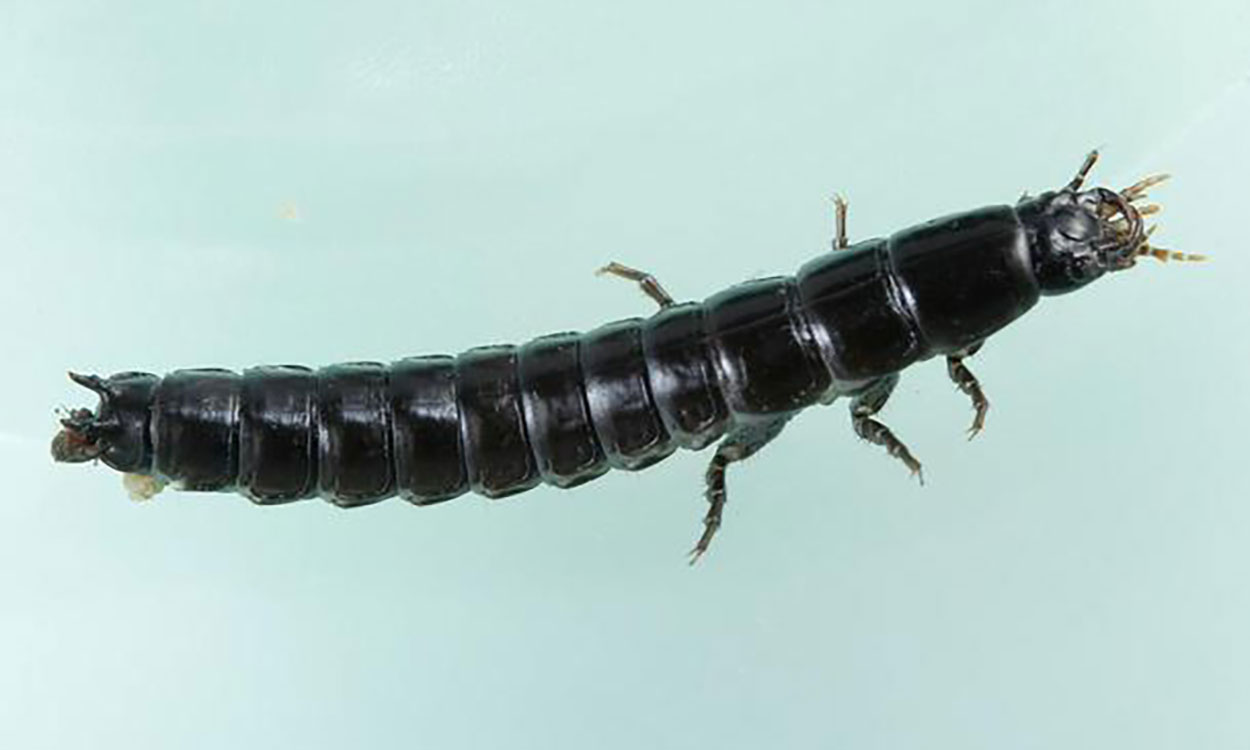 Black insect larva with large, chewing mouthparts, a long abdomen, and visible legs.
