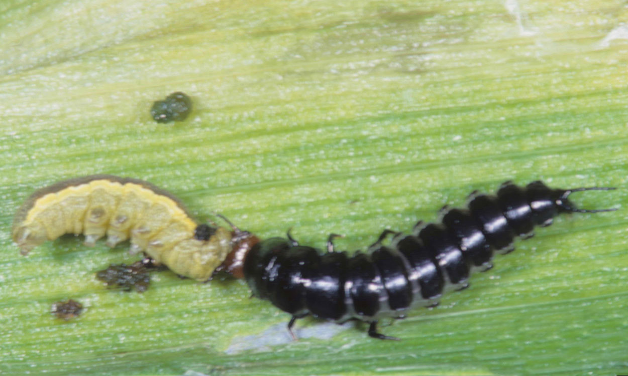 Long black insect larva preying on a light yellow caterpillar on a green leaf.