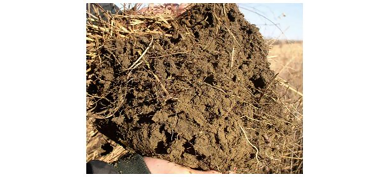 A clump of healthy soil.